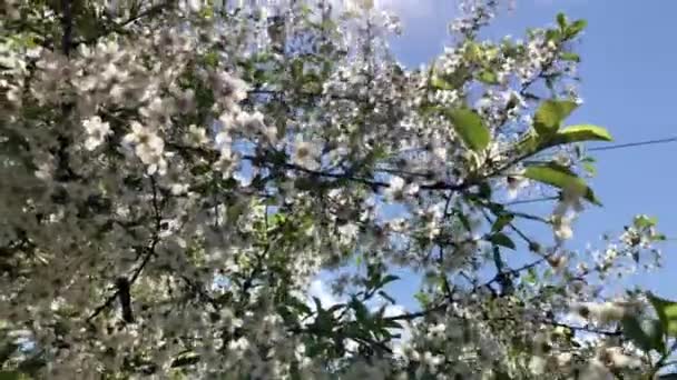 Вишневая Ветвь Цветами Весной Цветут Красивая Ветка Японского Дерева Цветущей — стоковое видео