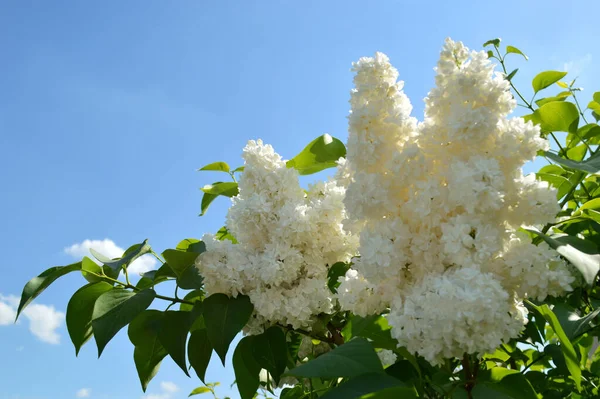 Beautiful Branch Blooming Lilac Background Fresh Green Foliage Blue Sky — Stock Photo, Image