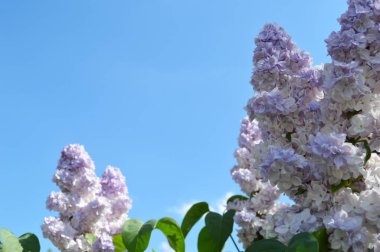 Taze yeşil yaprakların arka planında çiçek açan güzel leylak dalı