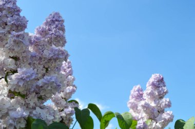 Taze yeşil yaprakların arka planında çiçek açan güzel leylak dalı