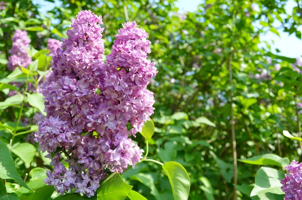 Taze yeşil yaprakların arka planında çiçek açan güzel leylak dalı