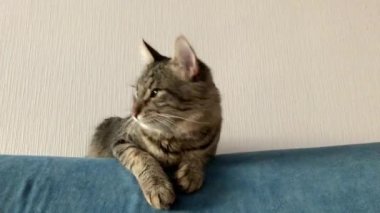 Maine Rakun kedi yavrusu uzanır ve mavi bir kanepede esner..