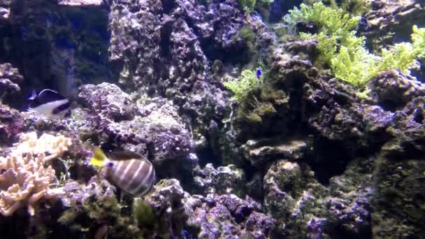 サンゴ礁や熱帯魚の水中画像 — ストック動画
