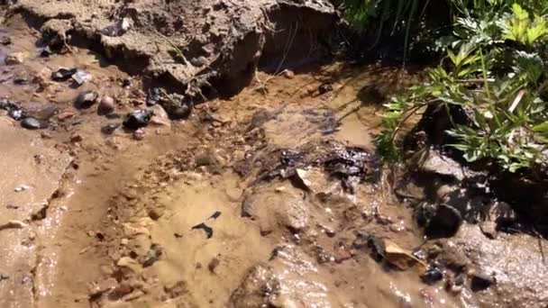 Kleiner Bach Fließt Durch Sand Und Kleine Steine — Stockvideo