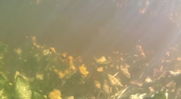 Fotografía Submarina Río Primavera Cámara Hunde Agua Lirios Agua Amarilla — Vídeo de stock