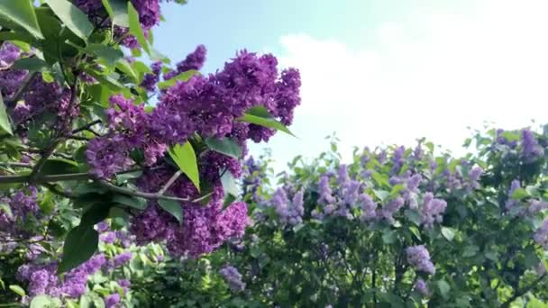 beautiful branch of blooming lilac against the background of fresh green foliage and blue sky