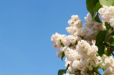 Taze yeşil yaprakların ve mavi gökyüzünün arka planında çiçek açan güzel leylak dalı