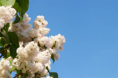 Taze yeşil yaprakların ve mavi gökyüzünün arka planında çiçek açan güzel leylak dalı