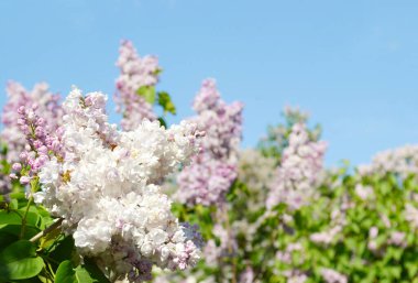 Taze yeşil yaprakların ve mavi gökyüzünün arka planında çiçek açan güzel leylak dalı