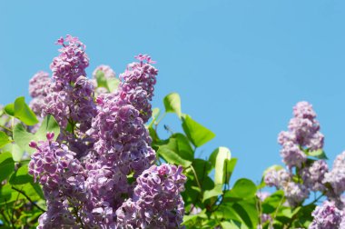 Taze yeşil yaprakların ve mavi gökyüzünün arka planında çiçek açan güzel leylak dalı