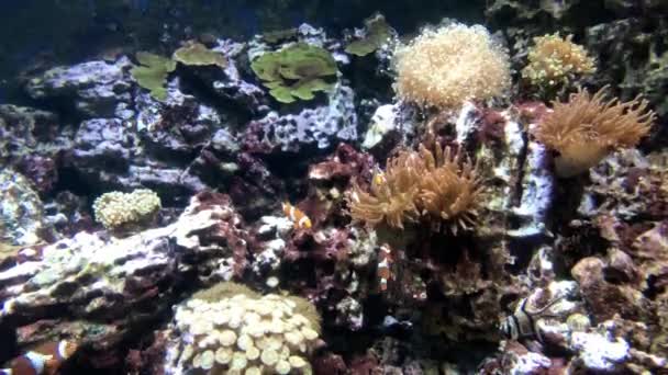 Amphiprion Actiniaria Bajo Agua Arrecife Coral — Vídeos de Stock