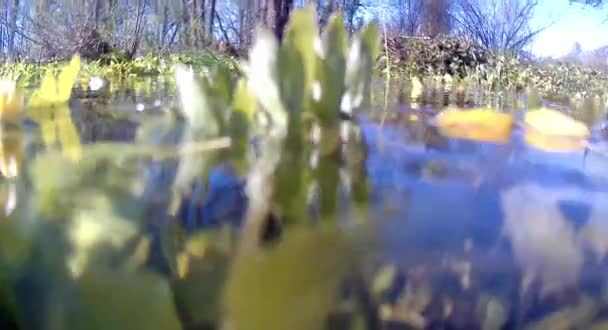 Undervattensfotografering Älven Våren Kameran Sänks Ner Vattnet Gula Näckrosor — Stockvideo