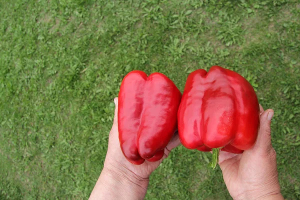 Bir Çiftçi Büyükannesi Iki Tane Kırmızı Dolma Biberi Yeşil Çimlerin — Stok fotoğraf