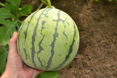 Bir kadın çiftçi elinde taze bir karpuz tutar. Tarım kavramı. İnsanlar için doğal, sağlıklı ve çevre dostu yiyecekler. Çiftlikte karpuz yetiştirmek..