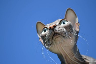 Yeşil gözlü çıplak bir sfenks kedisi ilgiyle bakar. Mavi gökyüzünün arka planındaki komik kel kedi yavrusu boynunu uzatmış, ilgiyle yukarı bakıyor. Kopyalama alanı.