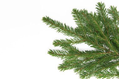 Beyaz arka planda izole edilmiş, kabarık bir Noel ağacı dalında ya da çam ağacında doğal yeşil iğneler. Kopyalama alanı.