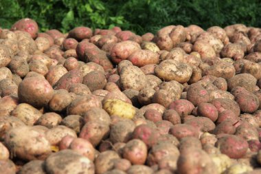 Yakın plan taze patates hasadı. Bitkisel beyaz ve pembe yeni patateslerin arka planı ve dokusu. Tarım kavramı. İnsanlar için doğal ve sağlıklı eko-gıdalar..