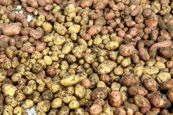 Cultivo Papas Frescas Cerca Fondo Textura Las Patatas Nuevas Color — Foto de Stock