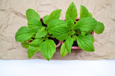 Yeşil bir bitkinin filizlerini dikin. El işi kağıdının üzerinde yeniden kullanılabilir saksılara tohumlar ekin. Evdeki yiyeceklerin bakımı ve yetiştirilmesi fesleğen, astar, ev bahçeleri, çiftlikler. Süper manzara.