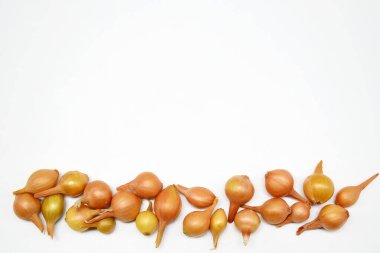 Bahçeye ekmek ve biçmek için küçük soğanlar. Beyaz arka planda soğan fideleri. Tarım ve bahçıvanlık, sebze yetiştirme ve bakımı, düz düzen, fotokopi alanı.