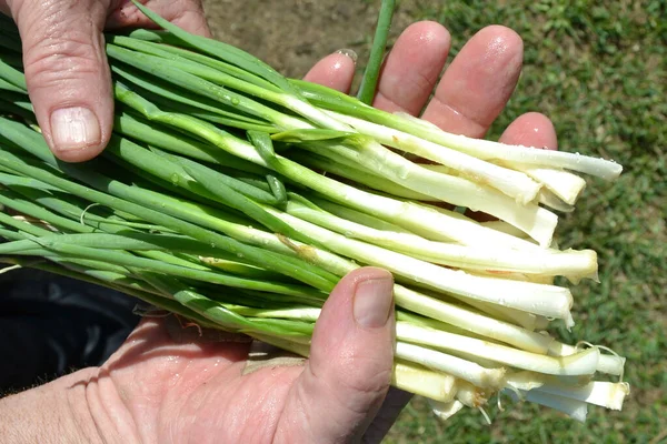 A peeled bunch of fresh green onions, dirty vegetables in the hands of a farmer, picked fresh from the organic garden and ready to eat.The concept of agriculture and horticulture, organic food