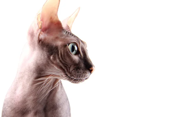 Yeşil gözlü, çıplak bir Sfenks 'in yakın plan görüntüsü. Komik, kel bir kedi profilde oturuyor ve fotokopi uzayının beyaz arka planına bakıyor..