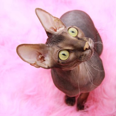 Yeşil gözlü çıplak bir sfenks ilgiyle bakıyor. Komik kel bir kedi profilde oturuyor ve pembe arka plana faiziyle bakıyor. Kopyalama alanı.