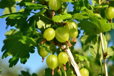 Bahçedeki bir dalda taze bektaşi üzümleri var. Bahçede tarım, biyoloji, tarım, tarım, yetiştirme, yetiştirme, vejetaryenlik, C vitamini içeren bir çalılık var.