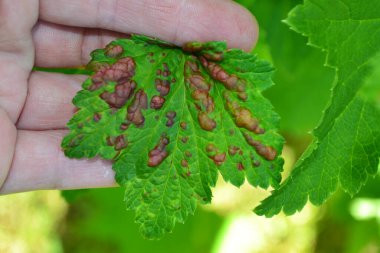 Tarım uzmanı elinde kuşüzümü çalılarının kırmızı lekeleri olan bir yaprak tutuyor. Mantardan etkilenen bir frenk üzümü yaprağı. Çiftçilik kavramı, bahçe çalılarının bakımı..