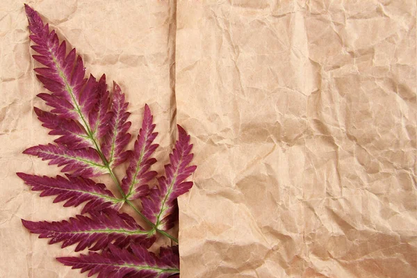 Güzel sarı-kırmızı bir rengin minimalist eğreltiotu dalı, el sanatları kağıdının arka planında yatıyor. pastel renklerde ya da yaz dekoratif kompozisyonu. Ekoloji, orman..