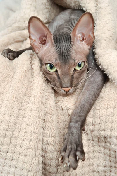 一只有趣的灰色秃头猫躺在狮身人面像里 在上床睡觉前很放松 裹着米黄色的毛毯 一只长长的爪子从毛毯下伸出来 — 图库照片