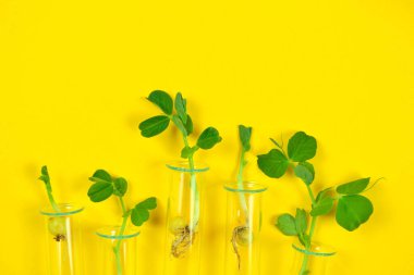 Sarı arka planda bir test tüpünde filizlenen bezelyeler. Biyoloji dersi, araştırma, üreme, tarım, botanik, tarım, tarım, vejetaryenlik, protein üretimi kavramı.