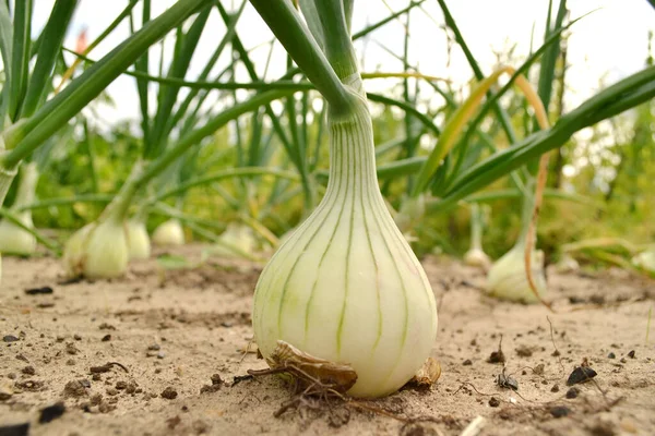 A plantation of beautiful fresh onions is planted in the garden. Onion heads,green onion leaves on an organic farm. The concept of agriculture and gardening, growing and caring for vegetables.