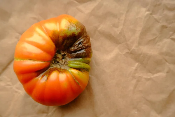 Fruto Tomate Vermelho Que Adoeceu Com Phytophthora Infestans Tomates Adoeceram — Fotografia de Stock