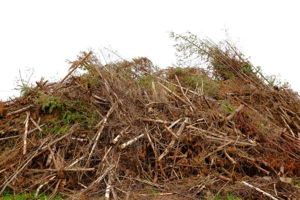 Una Enorme Pila Árboles Talados Aire Libre Leña Ilegal Cosecha —  Fotos de Stock