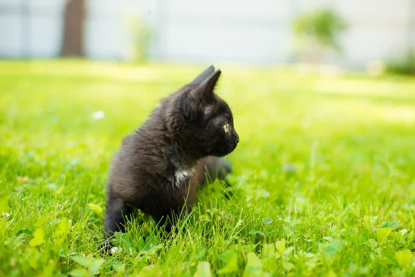 Cute black cat lying on green grass lawn, shallow depth of field — Stock Photo, Image