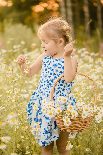 Dítě v létě polí — Stock fotografie