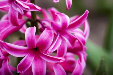 Bahçedeki sümbül çiçeği