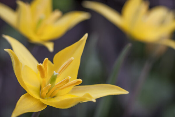  Нарцисс в саду