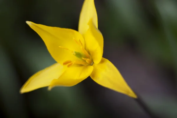 La jonquille dans le jardin — Photo