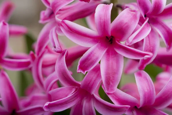 Kwiat hiacyntu 1 — Zdjęcie stockowe