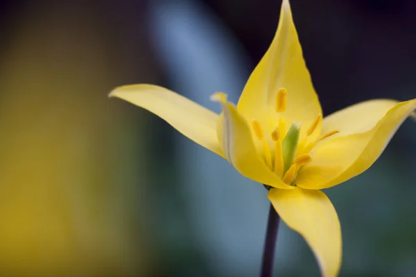  Bahçedeki nergis çiçeği.