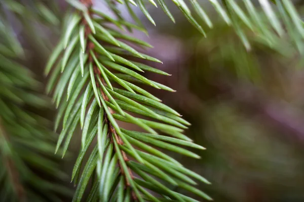 Ramo di pino verde — Foto Stock