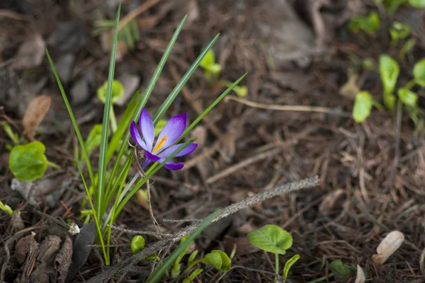 Purplecrocus blomma blommade — Stockfoto