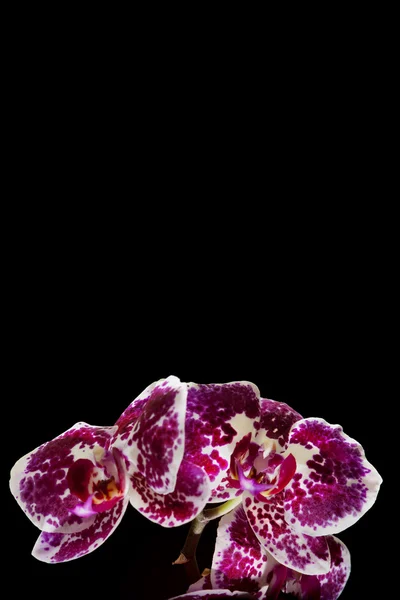 Orchidée fleur violette — Photo