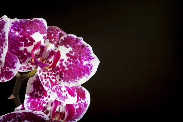 Violett blomma orkidé — Stockfoto