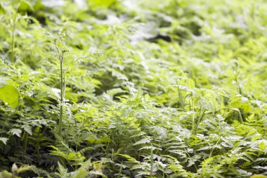 büyük yeşil çimen