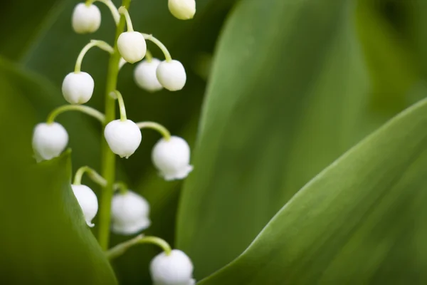 Piccolo fiore bianco — Foto Stock