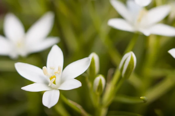 Piccolo fiore bianco — Foto Stock