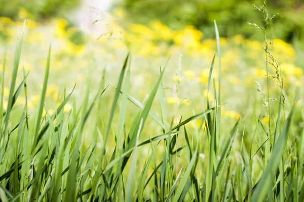 Grande erba verde — Foto Stock